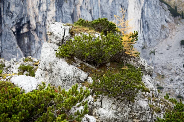 Vue Sur Les Belles Montagnes Des Alpes — Photo