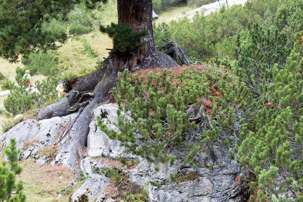 Удивительная Природа Фоне Гор Альп — стоковое фото