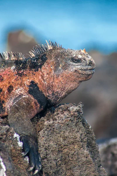 Partie Iguane Marin Mâle Bronzant Sur Floreana Galapagos Équateur — Photo