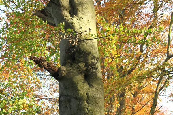 Bosque Tiene Muchas Caras — Foto de Stock