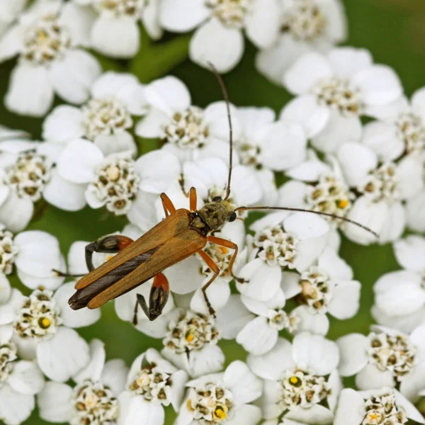 真腿甲虫Oedemera Podagrariae — 图库照片