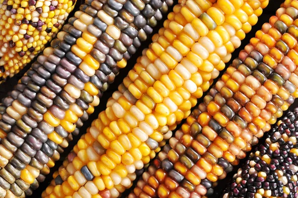 感恩节各种五彩缤纷的玉米芯的详细视图 — 图库照片