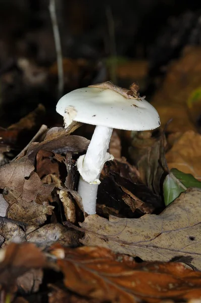 Champignon Bulbleaf Champignon Poison Poison Champignon Poison Amanita Champignon Naturel — Photo