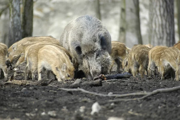 Dos Jóvenes Perros Adultos Zoológico — Foto de Stock