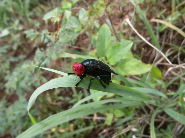 Noeud Papillon Avec Tête Rouge Sur Brin Herbe Swaziland — Photo