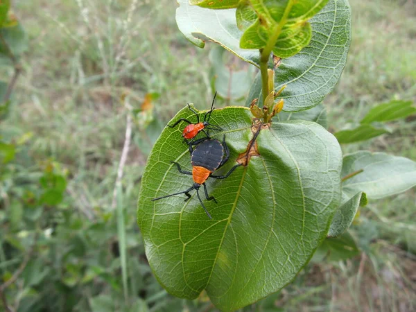 Escarabajo Rojo Anaranjado Hoja Swazilandia —  Fotos de Stock