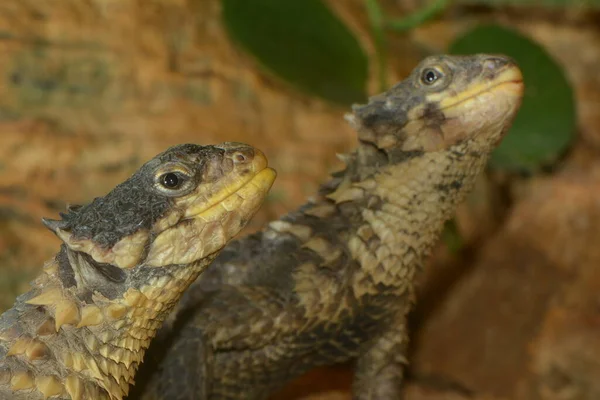 Gros Plan Lézard Dans Habitat Concept Sauvagerie — Photo