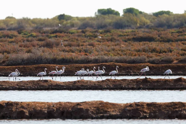 Flamingo Rosa Fundo Natural — Fotografia de Stock