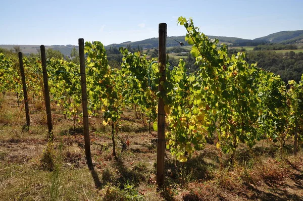 Vinha Agricultura Árvores Uva — Fotografia de Stock