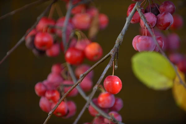 Bayas Rojas Cereza Árbol — Foto de Stock