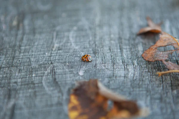 Detailní Pohled Roztomilý Beruška Hmyz — Stock fotografie