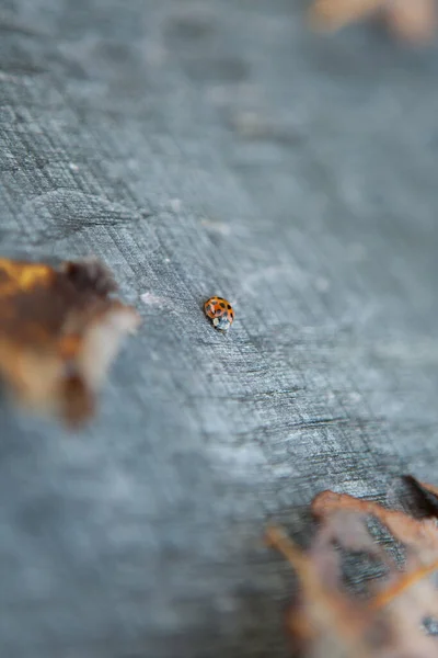 Vue Rapprochée Coccinelle Mignon Insecte — Photo