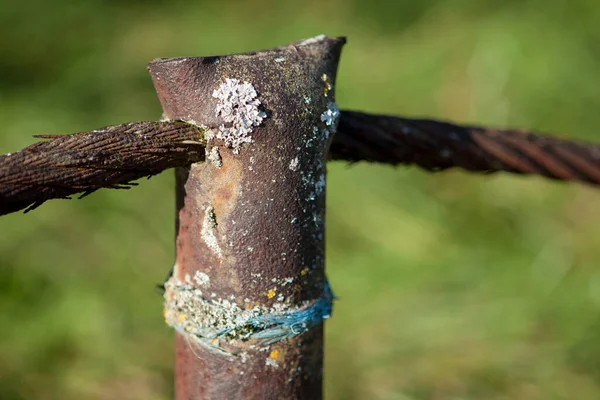 Altes Holz Wald — Stockfoto