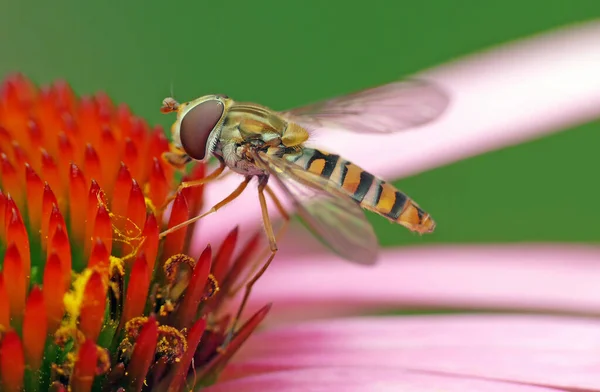 Gehörnte Fliege Episyrphus Balteatus Auf Lila Sonnenhut — Stockfoto