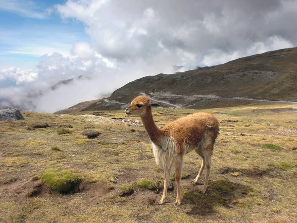 Andes Τοπίο Λάμα Γύρω Από Huancayo Στο Περού Νότια Αμερική — Φωτογραφία Αρχείου