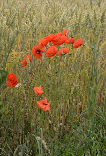 Coquelicot Fleur Fleur Fleur Fleurs Rouge Naturel Plante Plantes Été — Photo