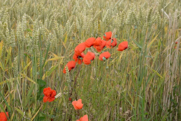 Papavero Papavero Fiore Fiori Fiore Fiori Rosso Naturale Pianta Piante — Foto Stock