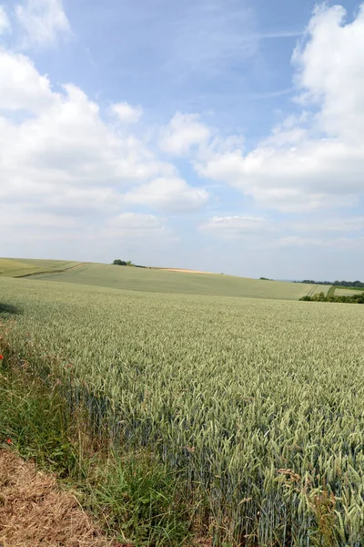 Vue Champ Maïs Concept Agricole — Photo