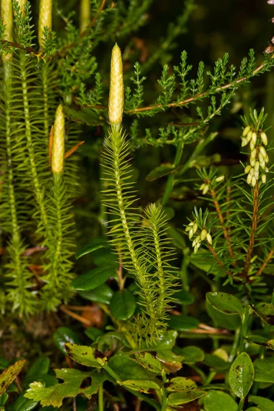 Grüner Farn Wald — Stockfoto