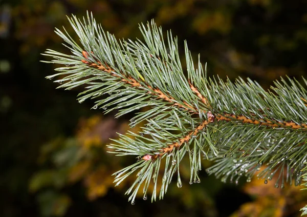 Close Van Een Tak Van Een Dennenboom — Stockfoto