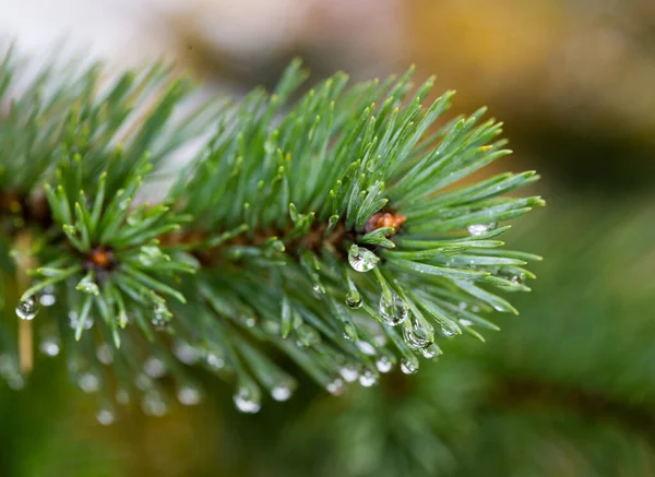 Sfondo Colorato Natale Biglietto Auguri Capodanno — Foto Stock