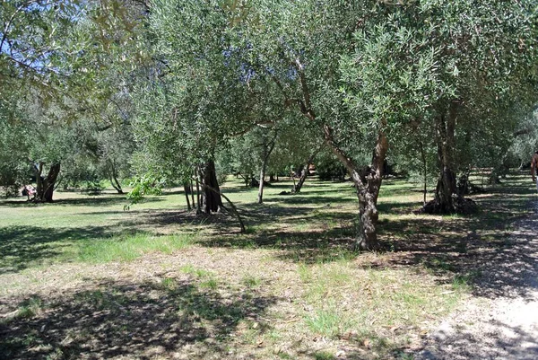 Ulivo Nel Parco — Foto Stock