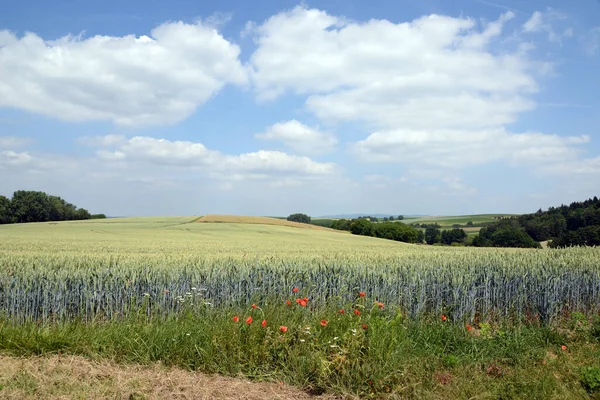 Vue Champ Maïs Concept Agricole — Photo