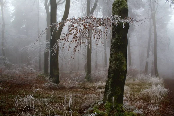 Floresta Inverno Fundo Natureza — Fotografia de Stock