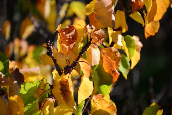 Floresta Outono Folhas Coloridas — Fotografia de Stock