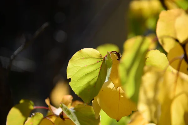 Herbstwald Bunte Blätter — Stockfoto