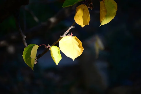 Podzimní Les Listy Podzimního Období — Stock fotografie