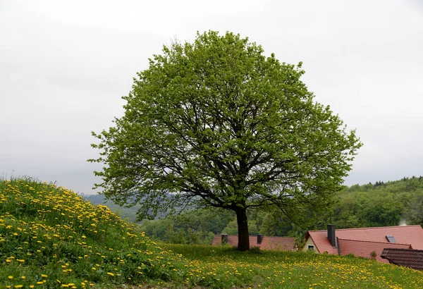 Árvore Mola Ano Adiantado Prado Prado Flor Galinha Paisagem Estação — Fotografia de Stock