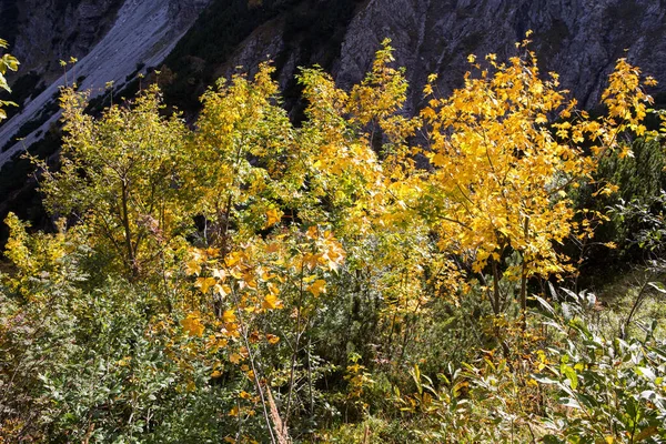 Hermoso Follaje Colorido Otoño —  Fotos de Stock