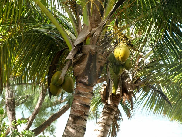 Cocos Una Palmera —  Fotos de Stock