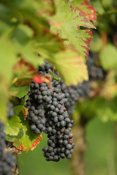 Uvas Que Crescem Vinha — Fotografia de Stock