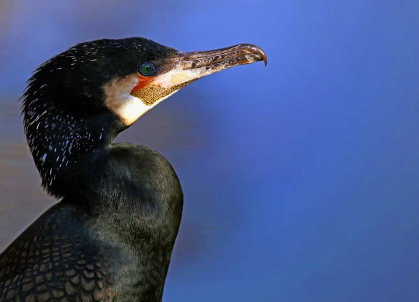 Vacker Utsikt Över Vackra Skarv Fågel Naturen — Stockfoto