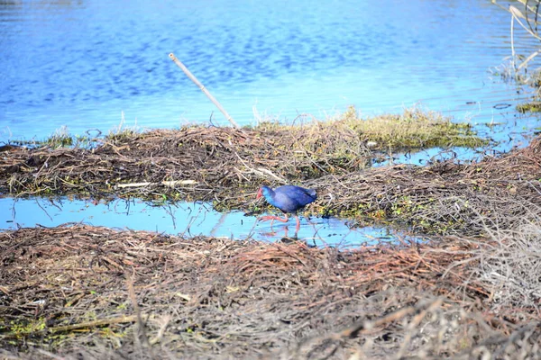 Galinha Lago Pond Rail Gallinula Chloropus Espanha — Fotografia de Stock