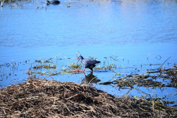 Pond Chicken Pond Rail Gallinula Chloropus Ισπανία — Φωτογραφία Αρχείου