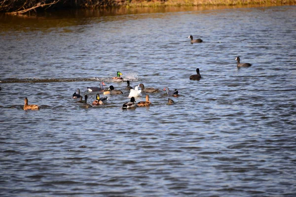 池水及鸭鸟野生生物 自然及动物 — 图库照片