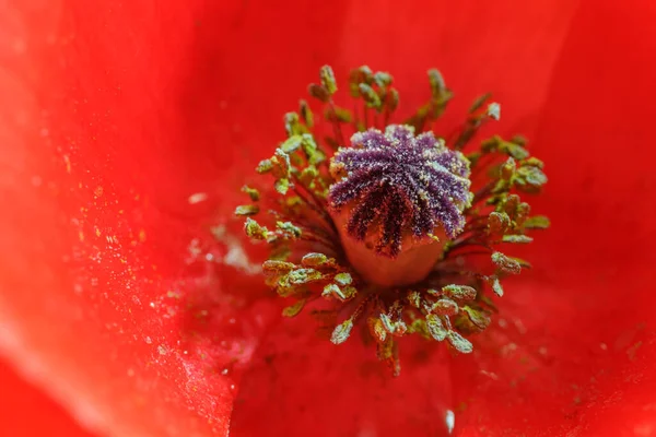 Haşhaş Kırmızı Çiçek Çayırda — Stok fotoğraf