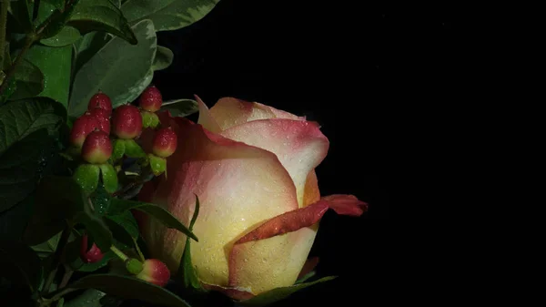 Rose Met Sint Janskruid — Stockfoto