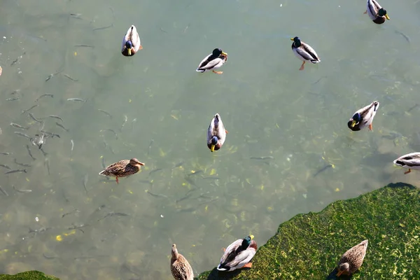 Kolam Air Dan Bebek Burung Liar Alam Dan Fauna — Stok Foto