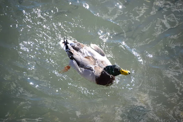 池の水とアヒルの鳥野生動物自然動物 — ストック写真