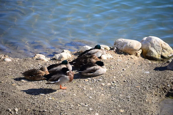 Teichwasser Und Entenvögel Tierwelt Natur Und Fauna — Stockfoto