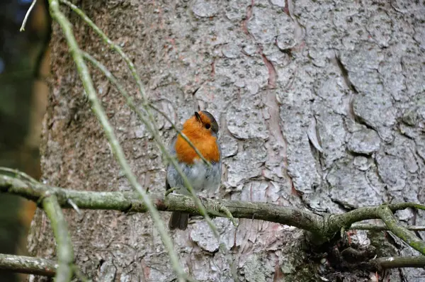 Esqueleto Rojo Parque Forestal Gwydyr Parque Nacional Snowdonia Gales — Foto de Stock