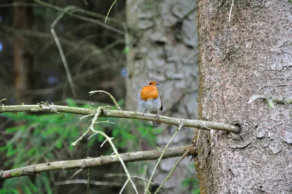 Esqueleto Rojo Parque Forestal Gwydyr Parque Nacional Snowdonia Gales —  Fotos de Stock
