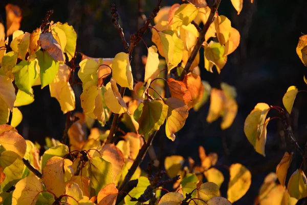 秋天的颜色 秋天的叶子 — 图库照片