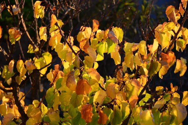 Herbstfarben Herbstzeit Laub — Stockfoto