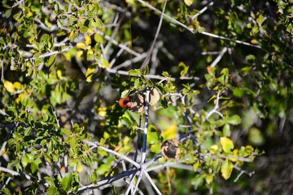 Ameisen Auf Dem Baum — Stockfoto