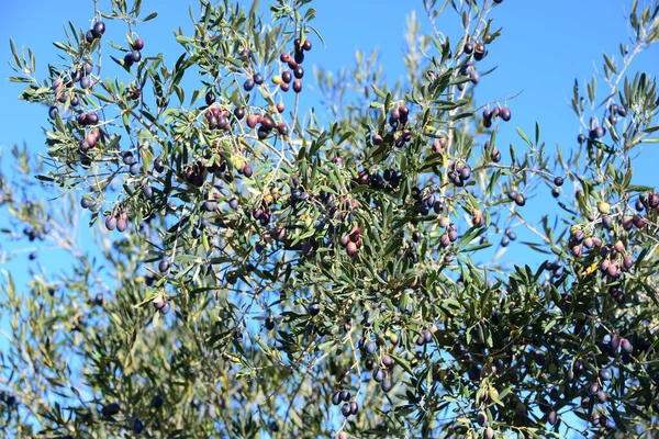 Olivenbäume Flora Und Laub — Stockfoto